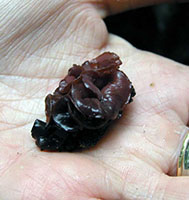Ascocoryne cylichnium